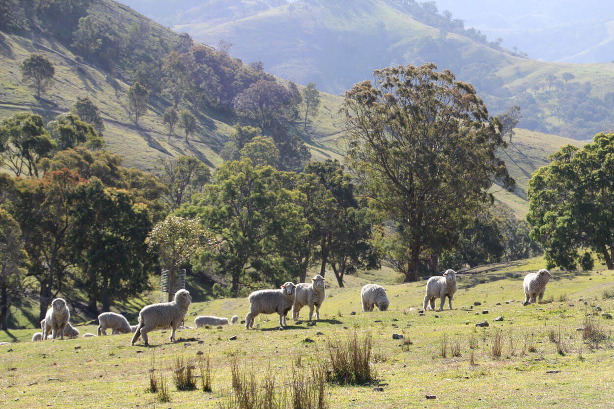 Australia is home to around 70 million sheep.jpg